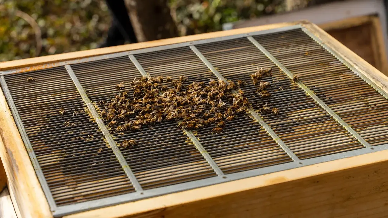 A cluster of bees swarming on a metal grate atop a wooden beehive.