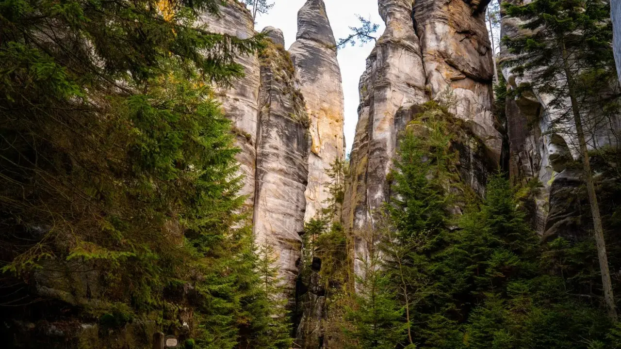 Ścieżka wśród skalnych gigantów w Broumovskich Stenach. Wysokie, piaszczyste formacje skalne otoczone zielonymi świerkami.