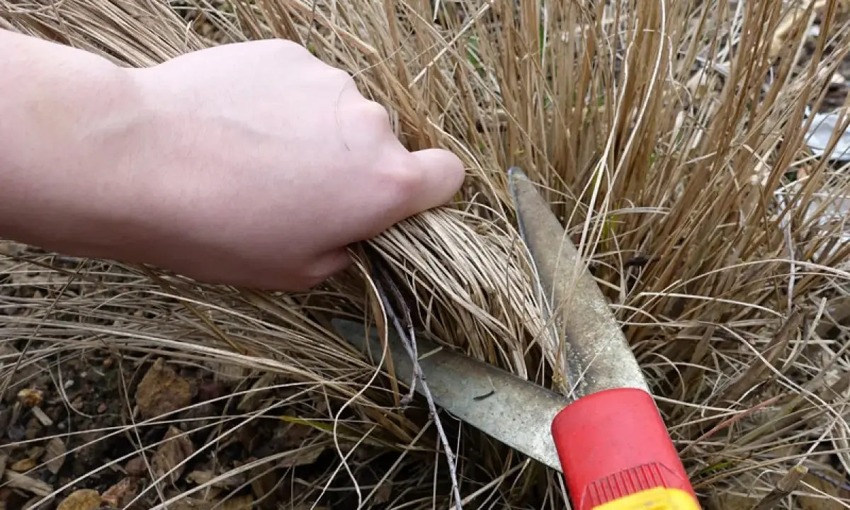 Main tenant, quand couper les graminées. Une main saisit des brins secs avant de les couper avec des cisailles de jardinage.