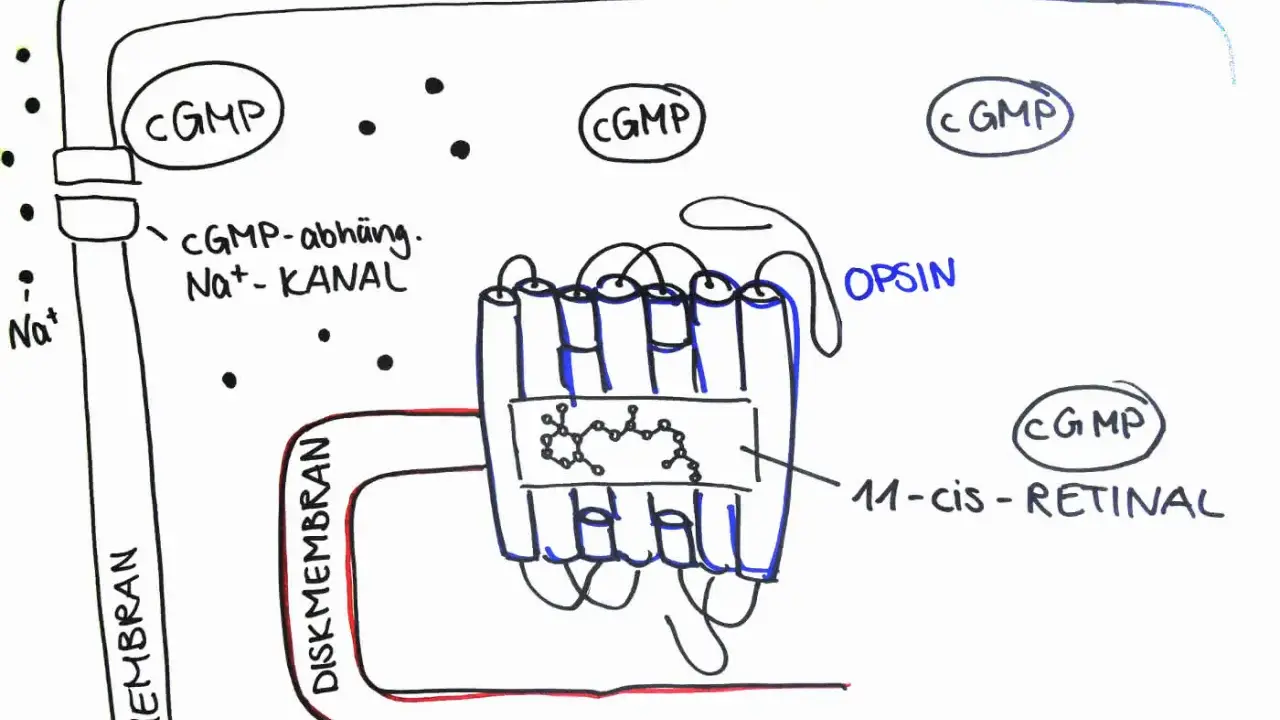 Schematische Darstellung der Phototransduktion: cGMP-abhängiger Na+-Kanal und Opsin mit 11-cis-Retinal in der Diskmembran.