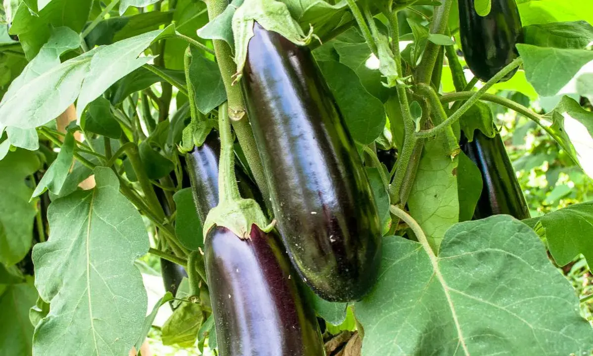 Aubergines foncées mûrissent sur la plante, signe d'une belle culture de l'aubergine.