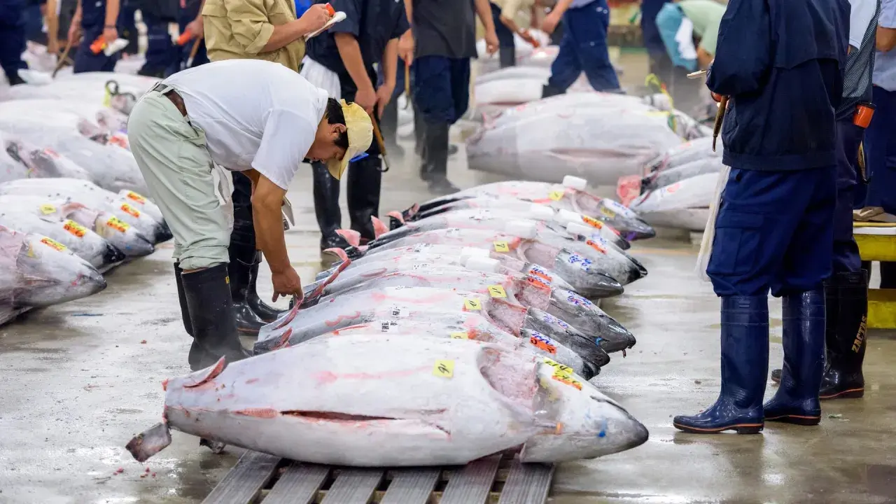 Mercato del pesce: un uomo esamina un tonno record, parte di una fila di enormi pesci pronti per la vendita.