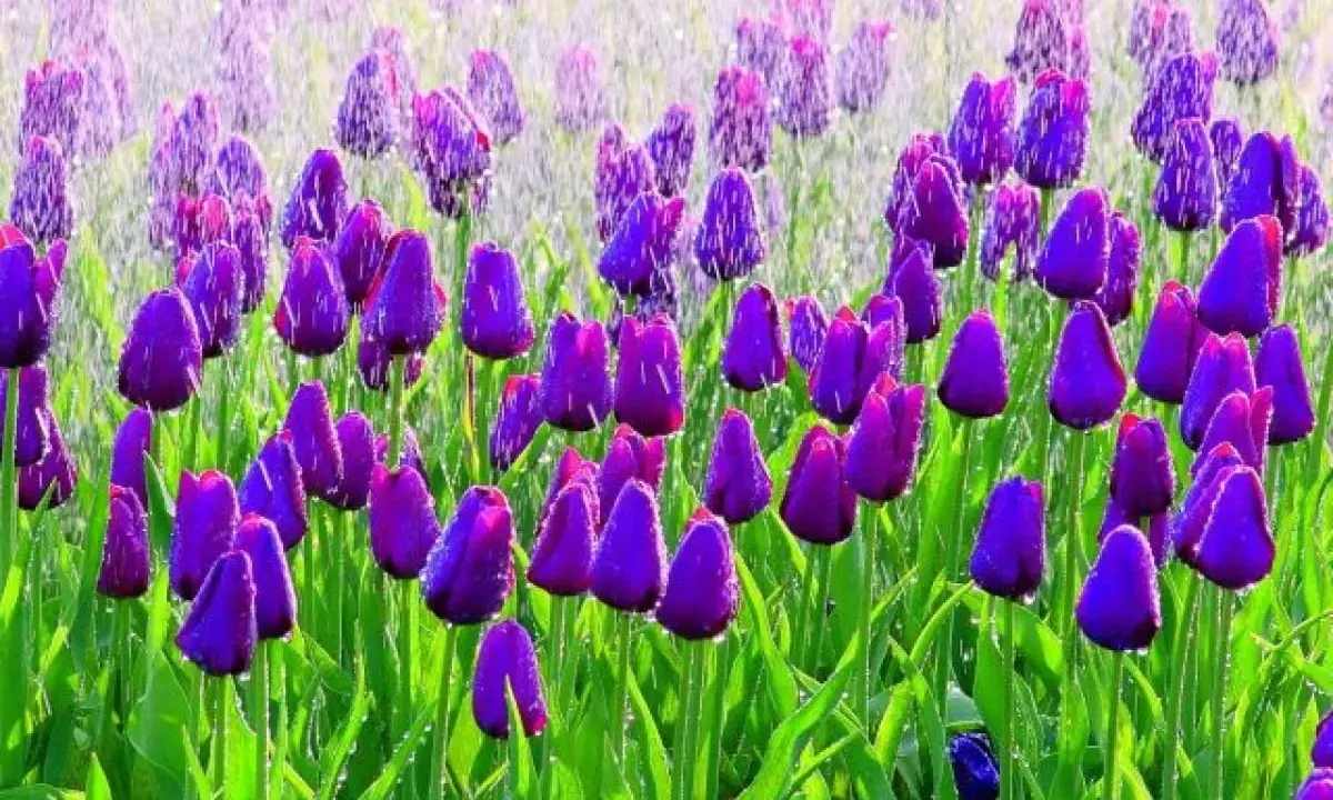Pole fioletowych tulipanów odmiany 'Queen of Night' w kroplach deszczu.