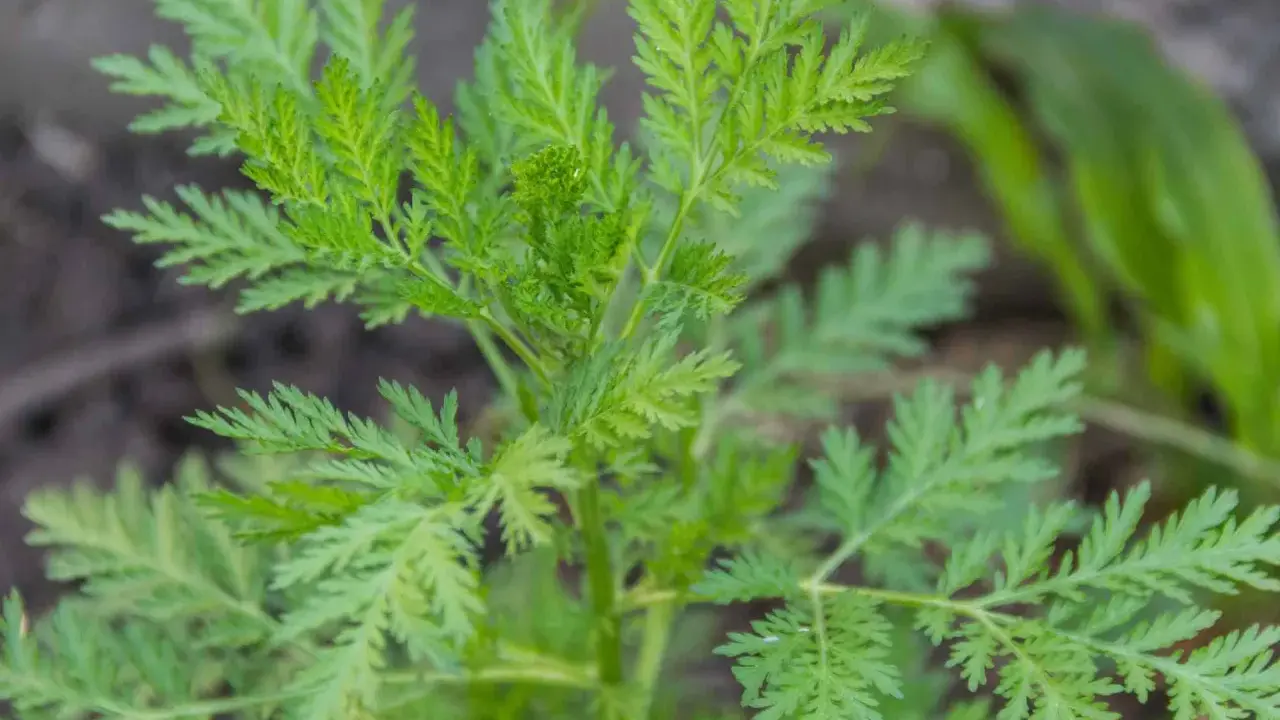 Grüne, gefiederte Blätter von Artemisia annua. Die Pflanze wird für ihre Wirkung auf die Psyche geschätzt.