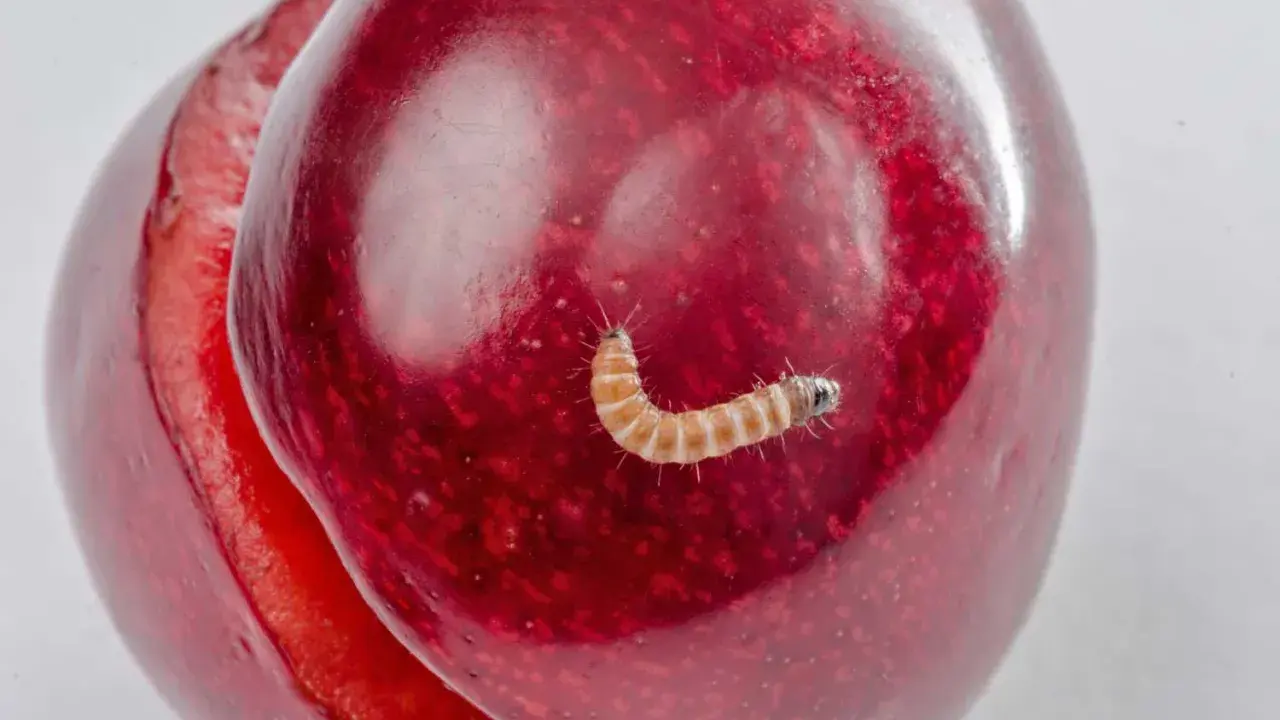 A tiny, segmented caterpillar, one of the cherry worms, crawls on a ripe, red cherry.