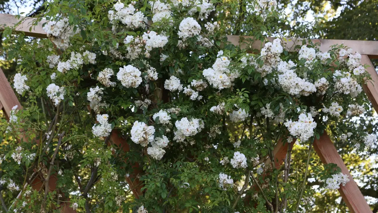 En rikligt blommande honungsros, Lykkefund, klättrar över en träpergola. De små vita blommorna bildar täta klasar mot det gröna lövverket.