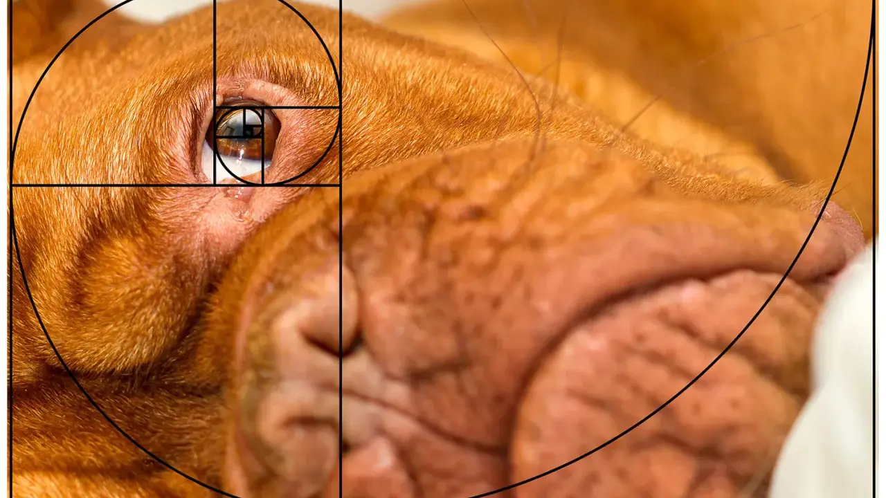 En närbild av en hunds öga och nos, med en överlagd gyllene snittet foto-spiral som framhäver kompositionen.