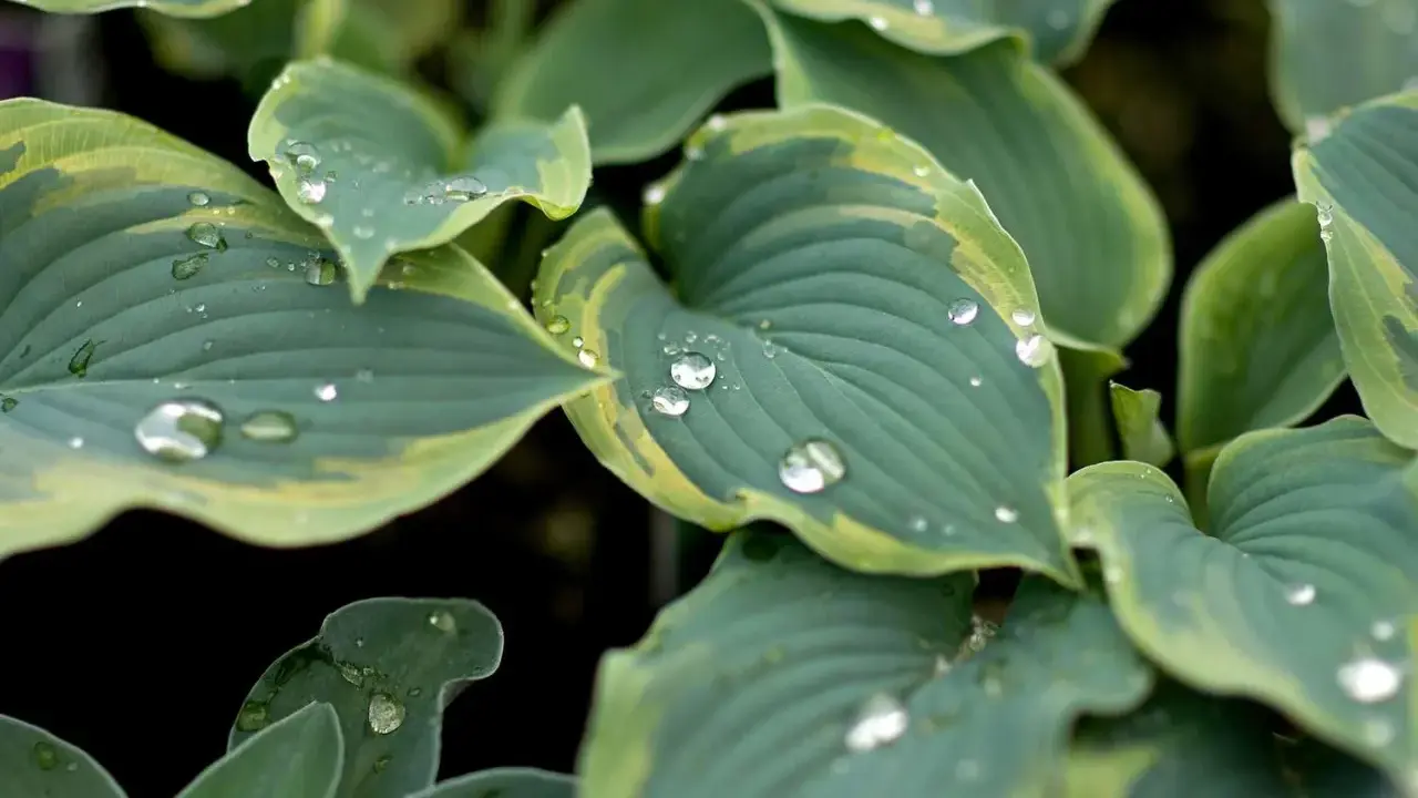 Close-up of variegated hosta types after rain, with water droplets clinging to the blue-green leaves edged in yellow.
