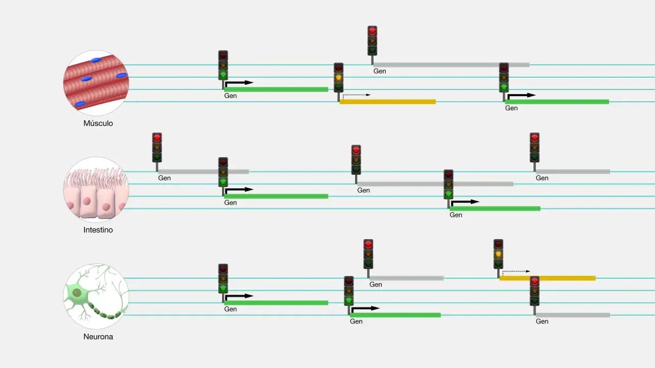 Diagrama ilustra la función del ARN en músculo, intestino y neurona, mostrando la activación y expresión de genes con semáforos.