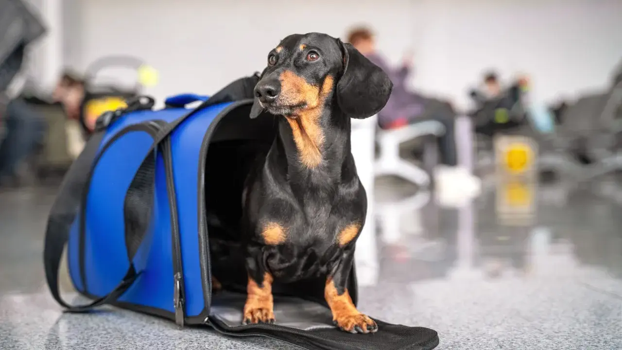 Jamnik w niebieskiej torbie podróżnej czeka na lot z Ryanair.