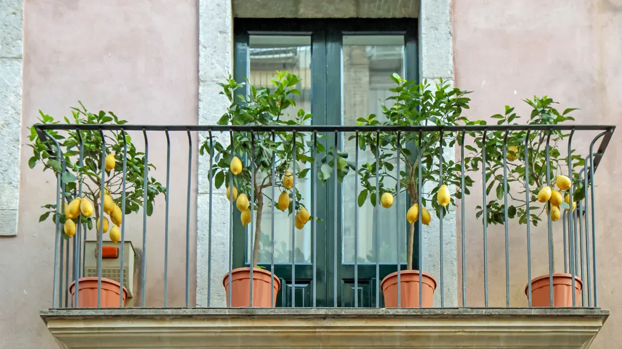 Quatre citronniers en pot ornent un balcon, leurs fruits jaunes brillants se détachant sur le feuillage vert.