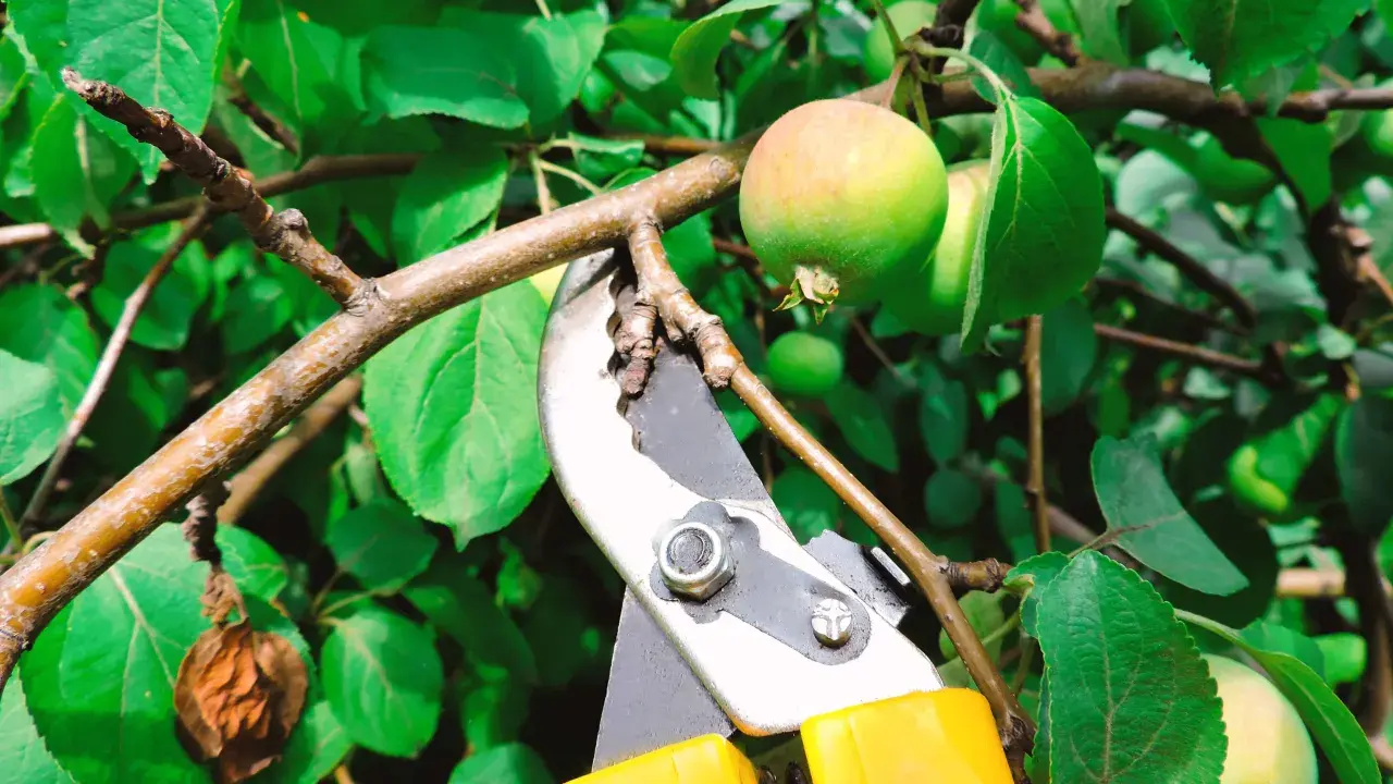 Sécateur jaune prêt à tailler un jeune pommier. L'entretien de l'arbre assure une belle récolte.