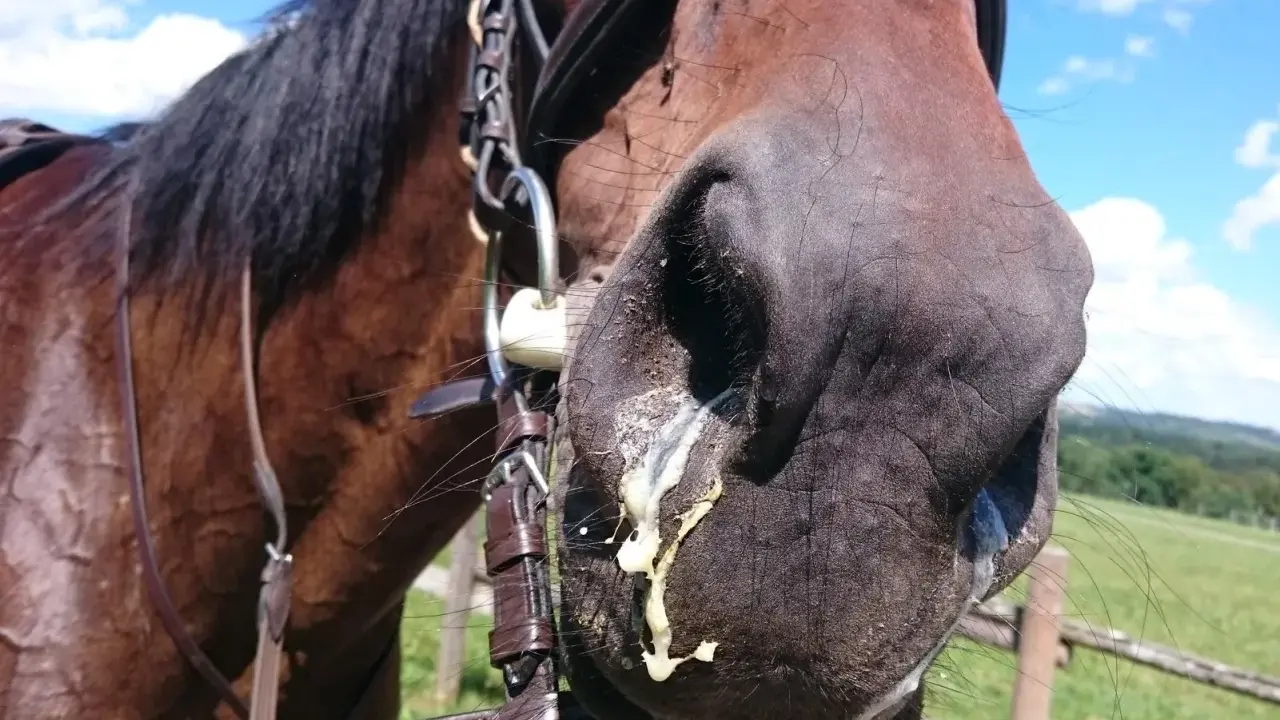 Braunes Pferd mit Ausfluss aus den Nüstern. Vielleicht ein trockener Husten beim Pferd, für den Hausmittel gesucht werden.