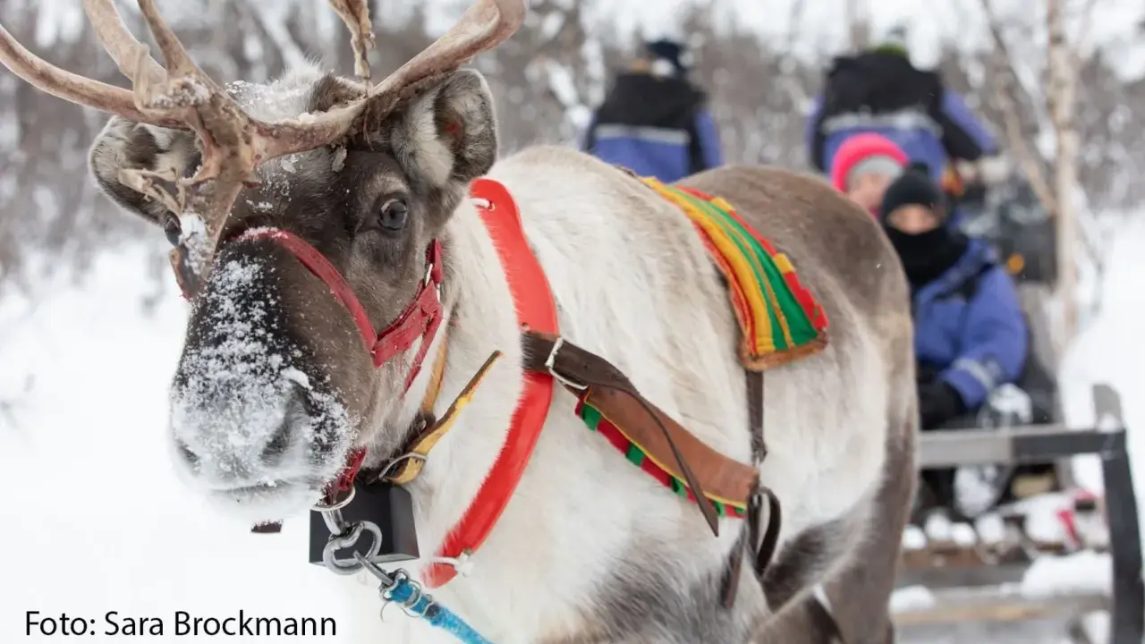 Renar drar en släde med människor genom snöig skog, en glimt av var bor samerna.