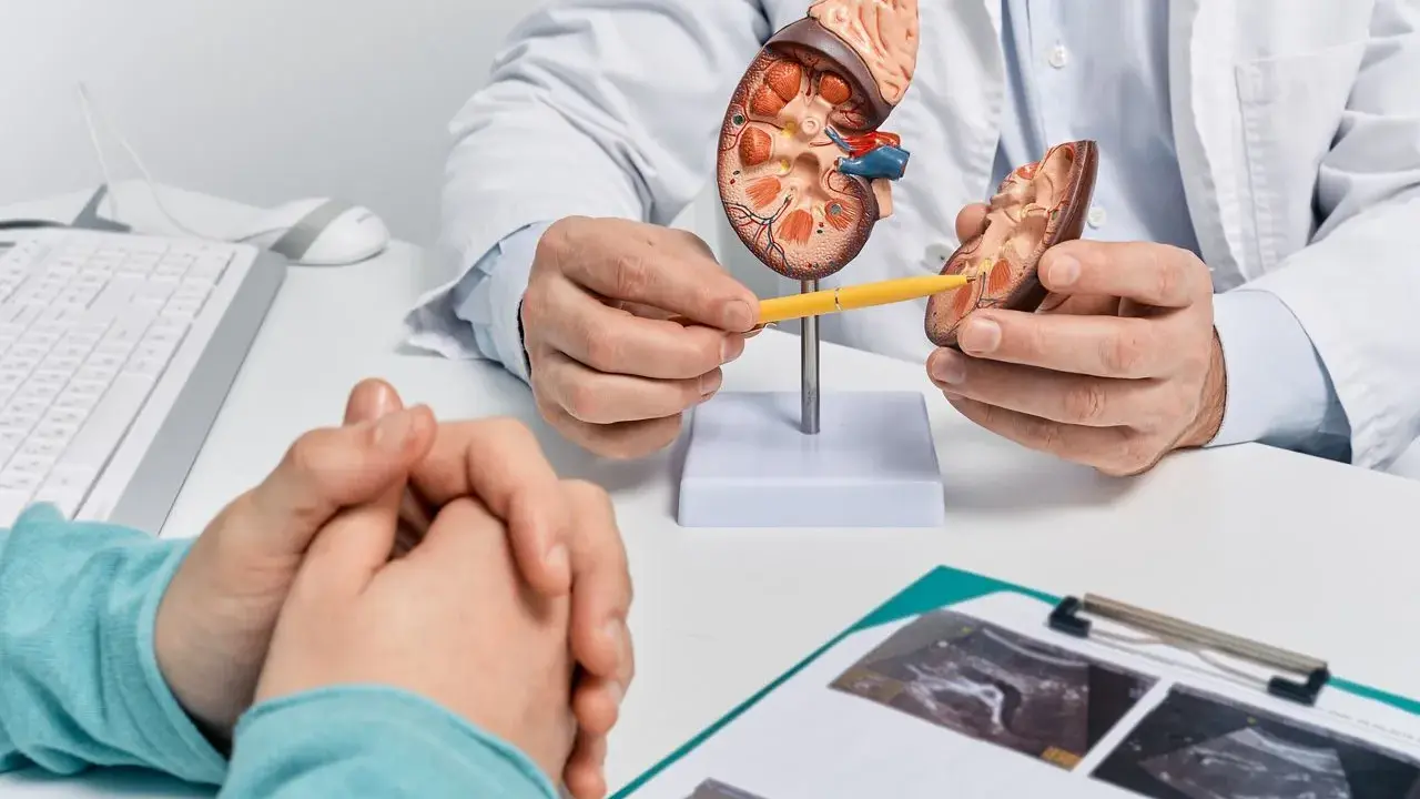 Lekarz wyjaśnia pacjentowi budowę nerki, omawiając szczegóły przed biopsją nerki.