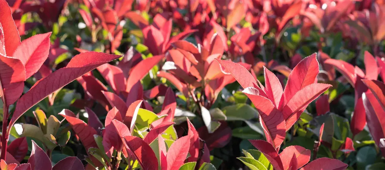 Feuilles d'un arbuste persistant rouge éclatant, baignées de soleil. Un spectacle végétal vibrant.