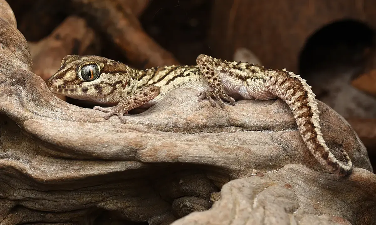 Ile kosztuje gekon madagaskarski? Pełny przewodnik finansowy
