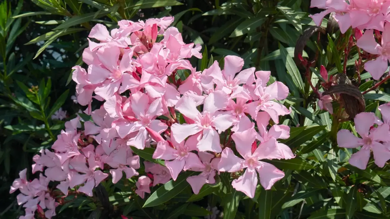 Oleander: Przycinanie krok po kroku. Kwitnij bujnie i bezpiecznie!