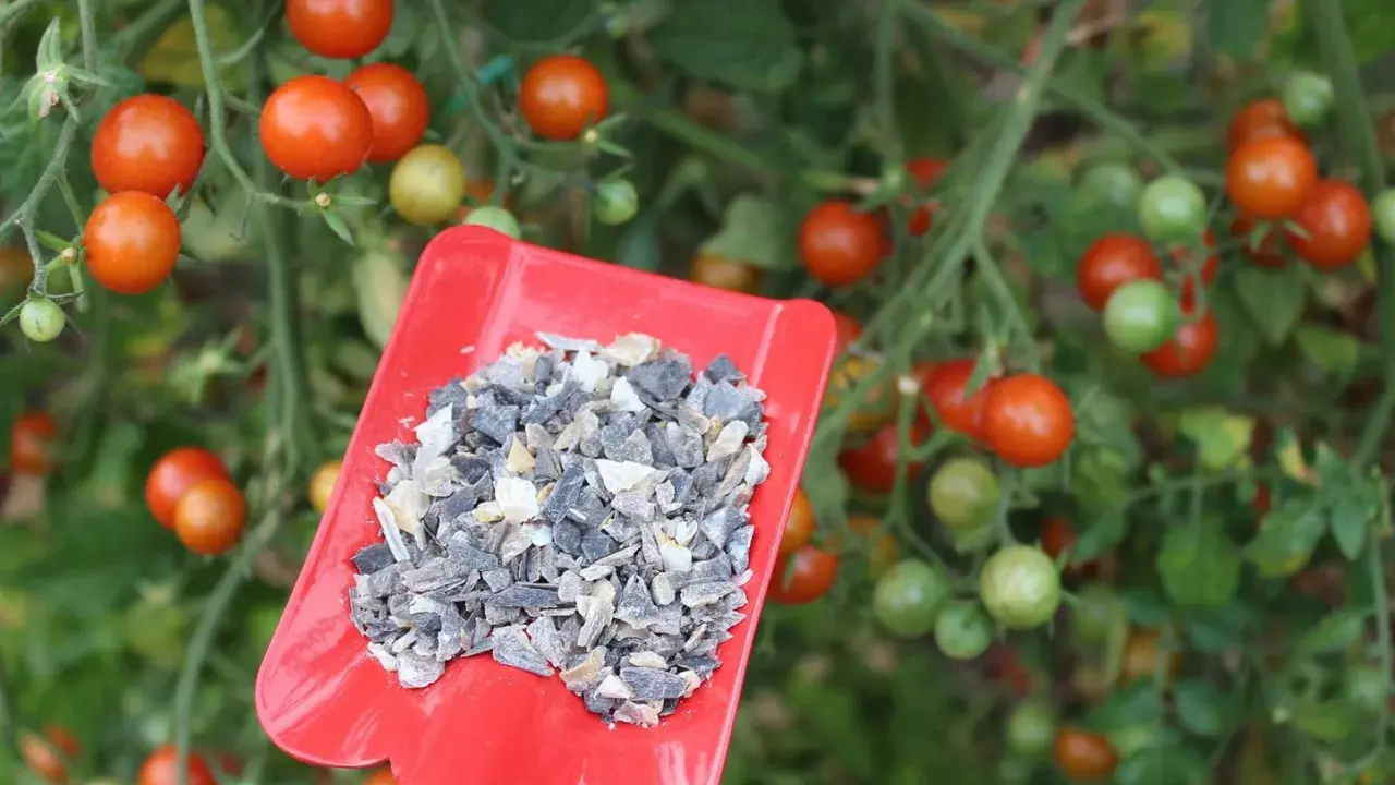Une pelle rouge contient un engrais granulaire, prêt à nourrir les tomates mûres sur la plante.
