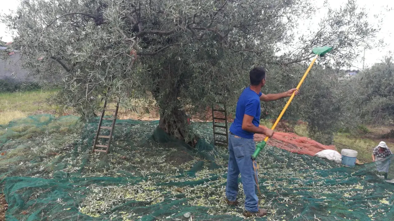 Uomo con rastrello raccoglie olive da un grande albero, reti a terra per la raccolta olive tradizionale.