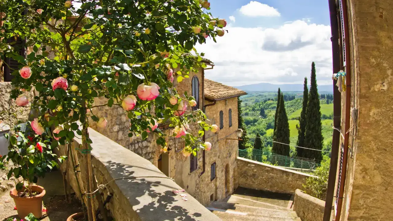 En vacker rosenbuske blommar vid en stentrappa i Toscana. Perfekt för tips om resa till Italien.
