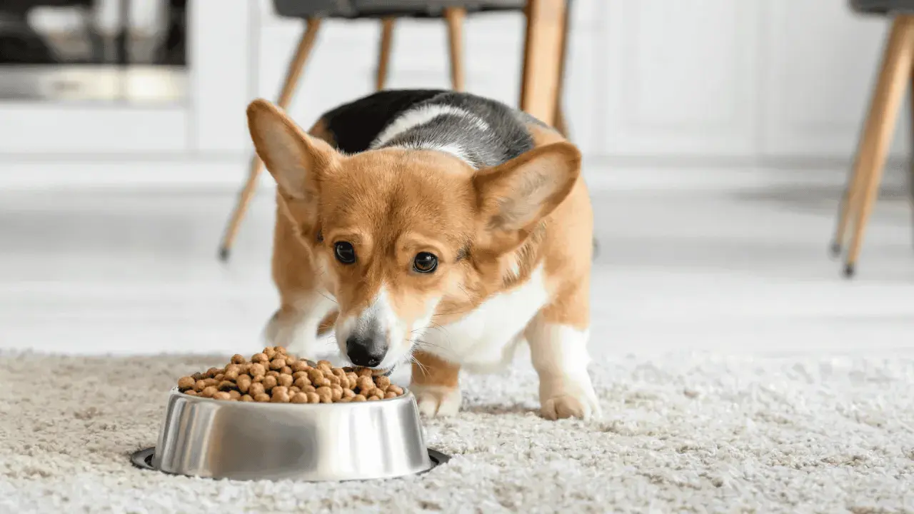 Petit corgi curieux découvre sa nouvelle transition croquette chien. Il renifle avec intérêt sa gamelle remplie.