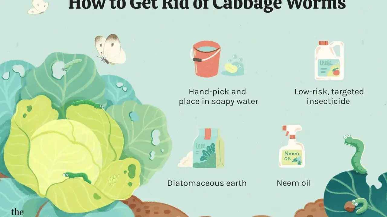 Illustration showing methods to combat cabbage worms, including hand-picking, insecticide, diatomaceous earth, and neem oil.