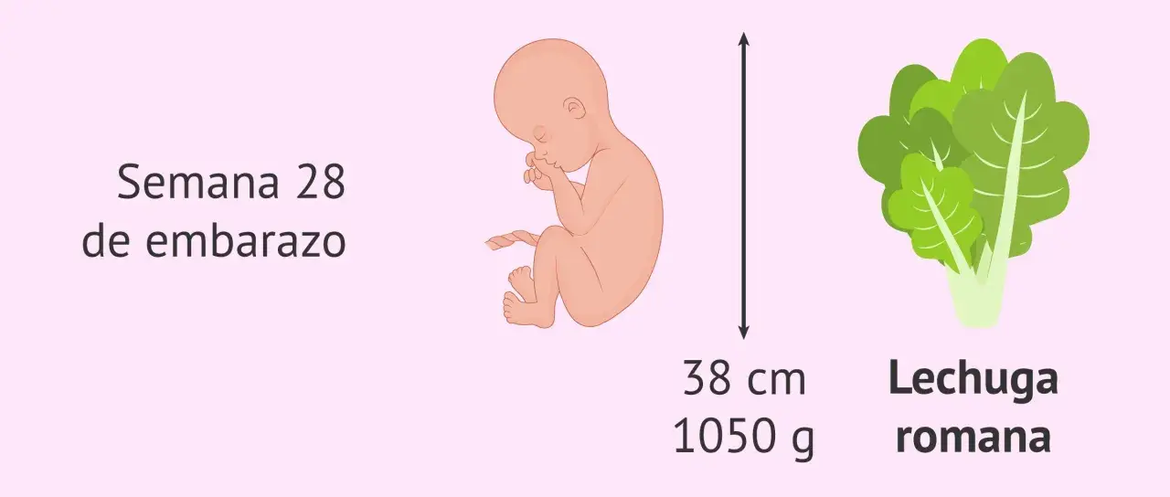 Semana 28 de embarazo: el feto mide 38 cm y pesa 1050 g, como una lechuga romana.