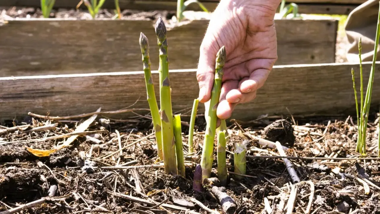Main d'un jardinier récoltant des asperges vertes et violettes, un signe de la culture asperge florissante.