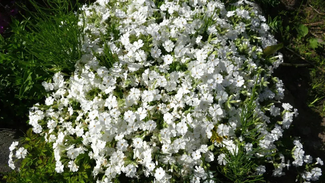 En matta av vita flox blommor breder ut sig i trädgården, omgiven av grönt bladverk.