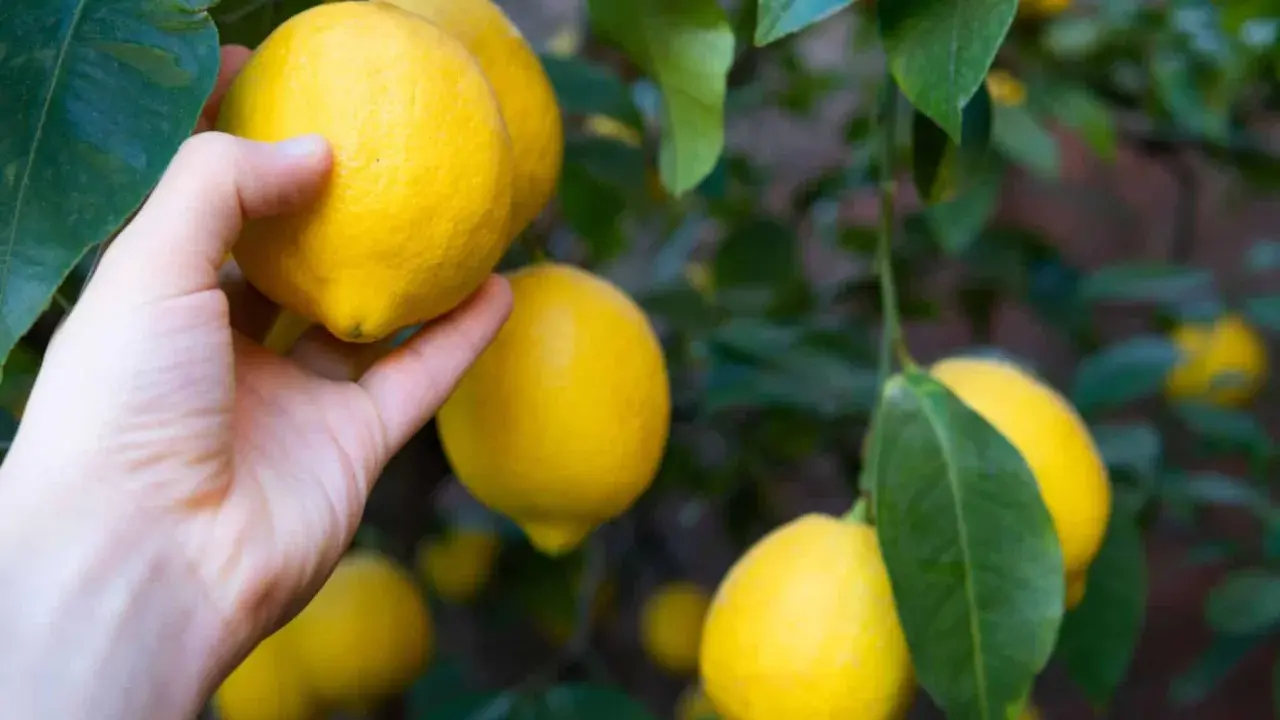 Main d'une personne cueillant un citron jaune mûr sur un arbre, entouré de feuilles vertes.