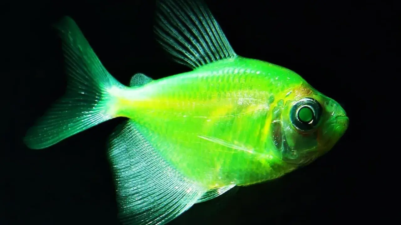 Neonowa tetra kolorowa, świecąca w ciemności. Idealna do akwarium z innymi rybami.