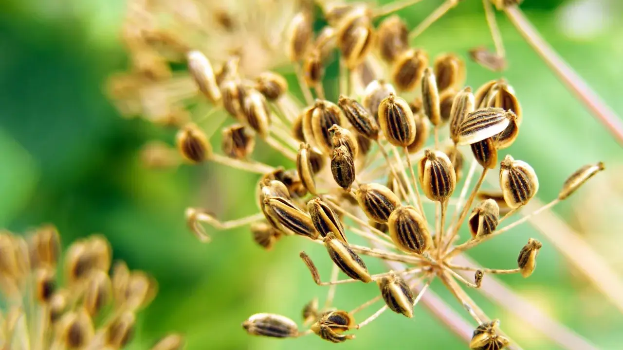 Reife Dill-Samenstände, bereit zum Dill ernten. Die braunen Samen sind gestreift und hängen an dünnen Stielen vor unscharfem grünen Hintergrund.