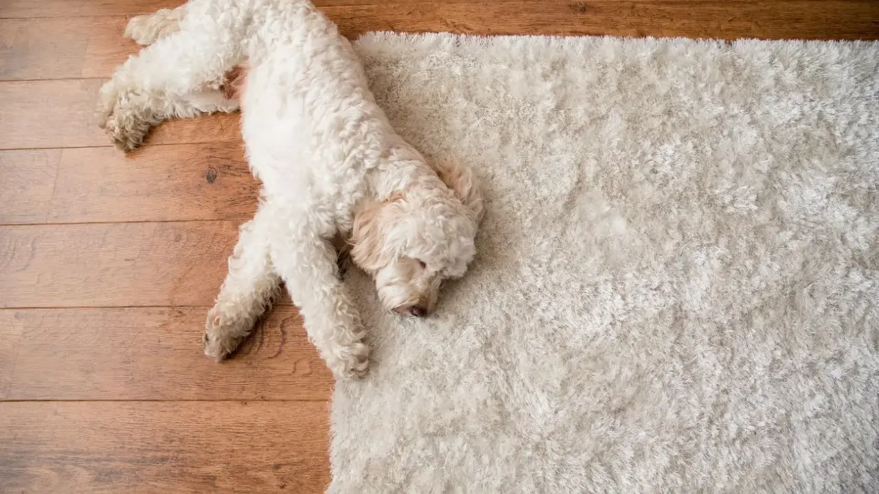 Un perro blanco duerme plácidamente sobre una alfombra mullida, ajeno al ruido calle.