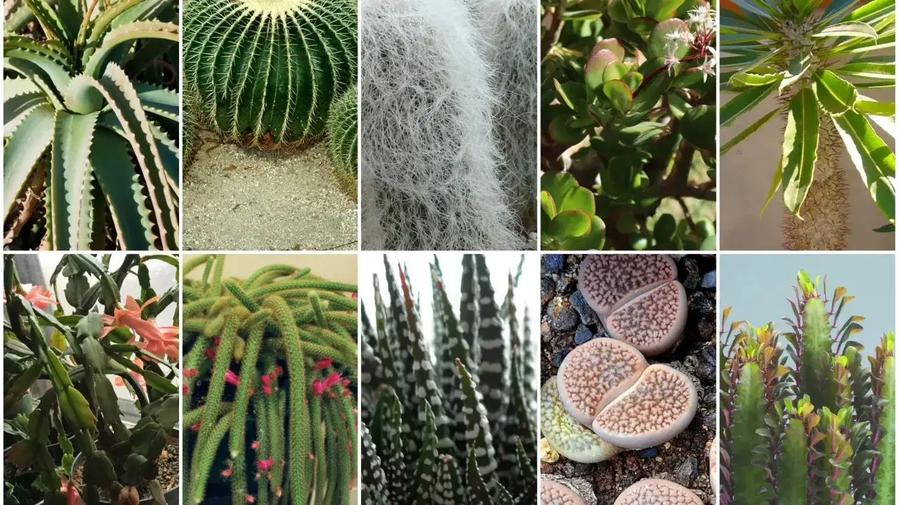 Kolaż przedstawia różnorodne sukulenty gatunki: aloes, kaktus kulisty, Tillandsia, grubosz, wilczomlecz, grudnik, kaktus-wężyk, Haworthia, litopsy i inny wilczomlecz.