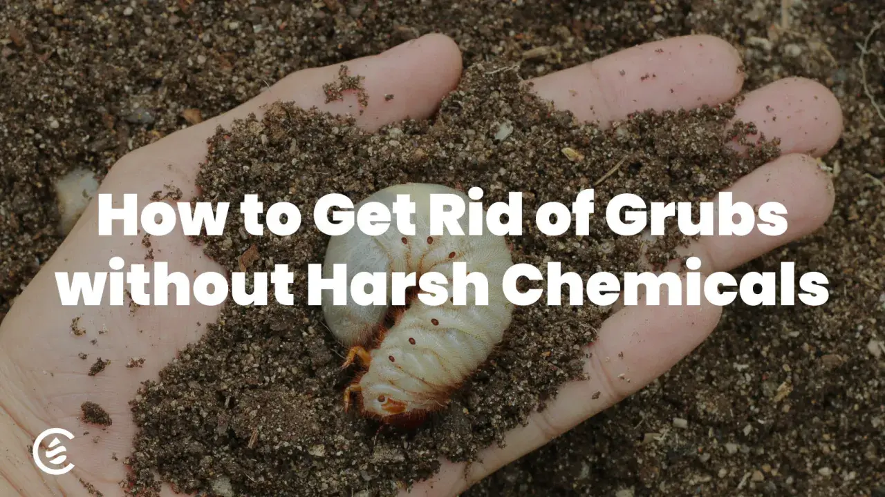 A hand holds soil with a large white grub, illustrating how to get rid of grubs without harsh chemicals.