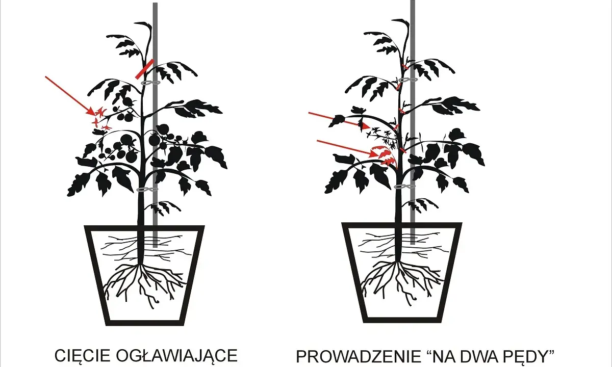 Przycinanie pomidorów: Poradnik, który zmieni Twoje zbiory!