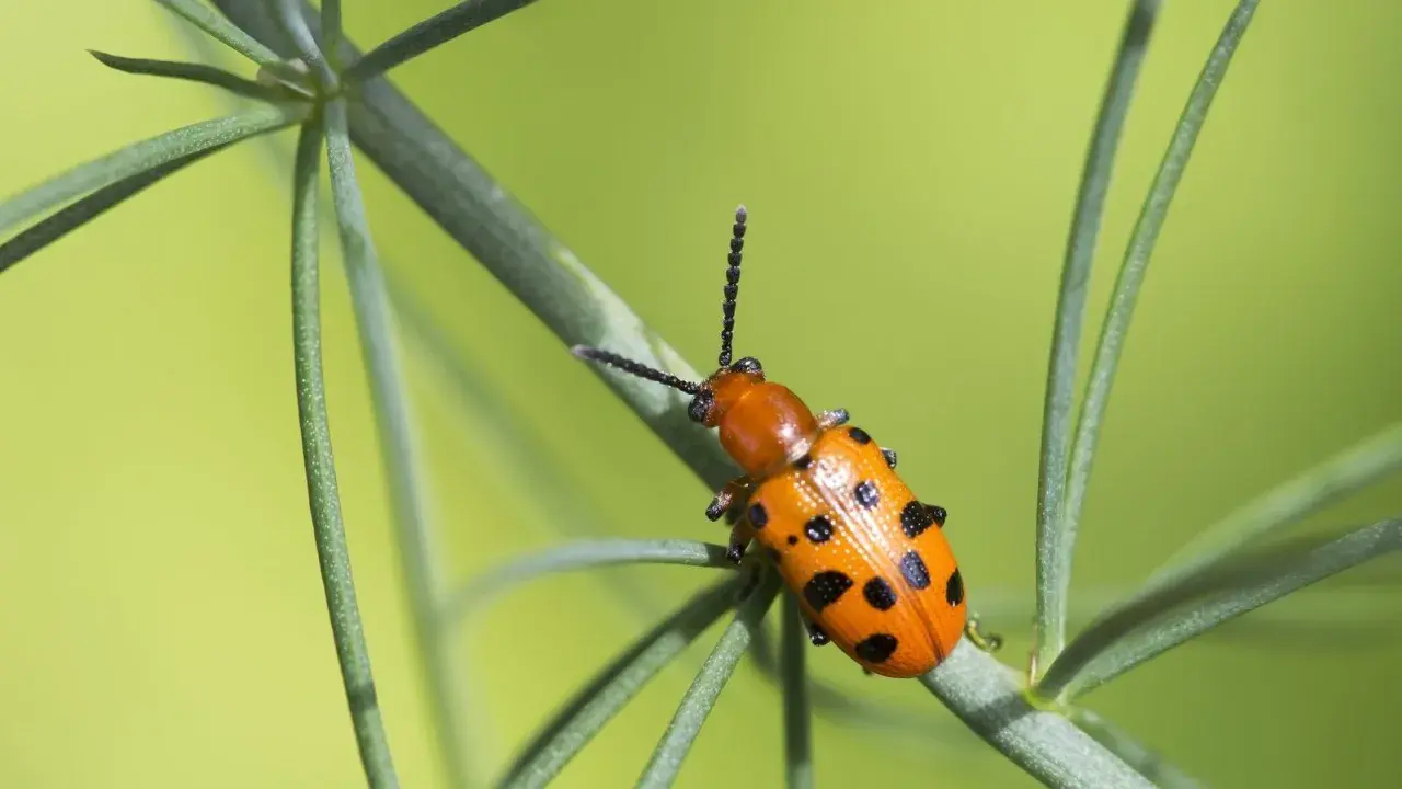A bright orange asparagus beetle with black spots crawls on a green plant stem against a blurred green background.