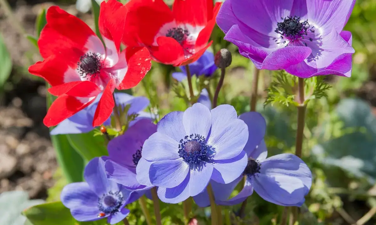 Un bouquet d'anémones fleur aux couleurs vives : rouge, violet et bleu. Une coccinelle se promène sur une pétale bleue.