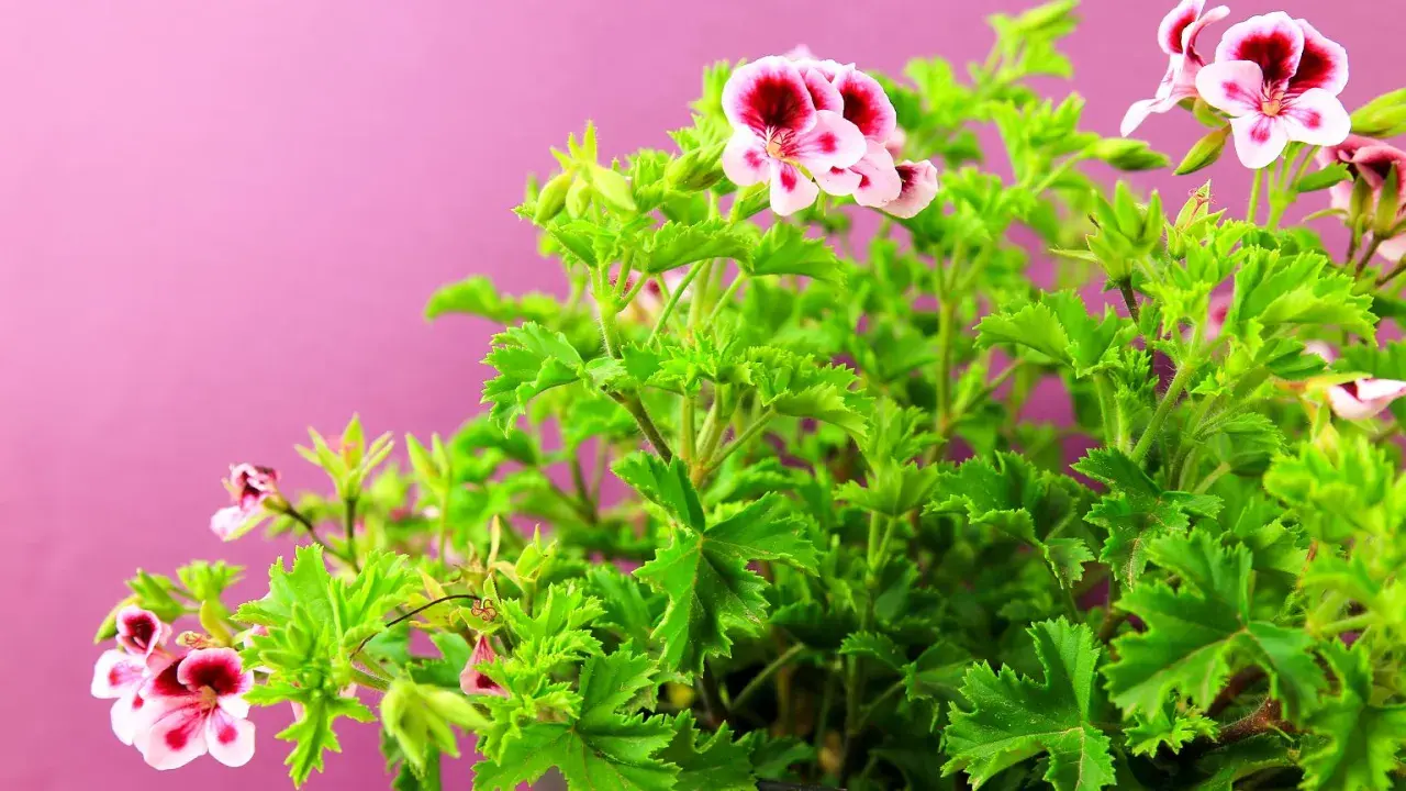 Kwitnący krzew pelargonii pachnącej, znanej jako anginka kwiat, z różowo-bordowymi kwiatami na tle pudrowego różu.