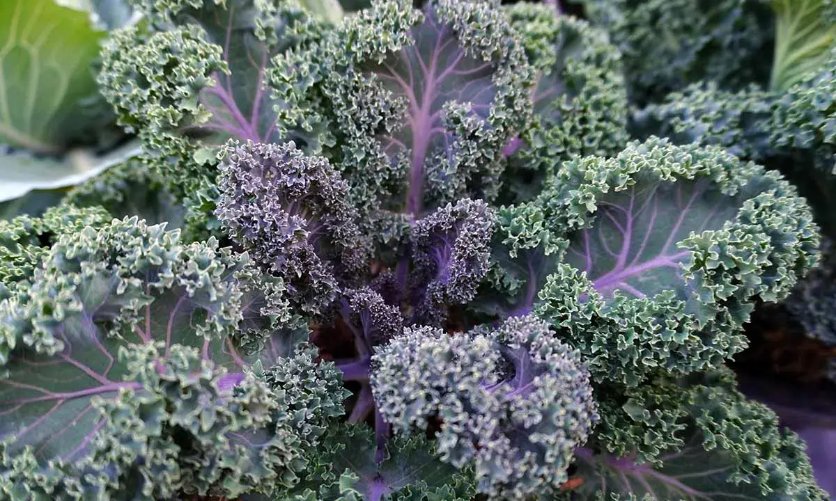 A vibrant kale plant with ruffled, curly leaves in shades of green and deep purple. The veins of the kale plant are a striking purple, adding to its beauty.