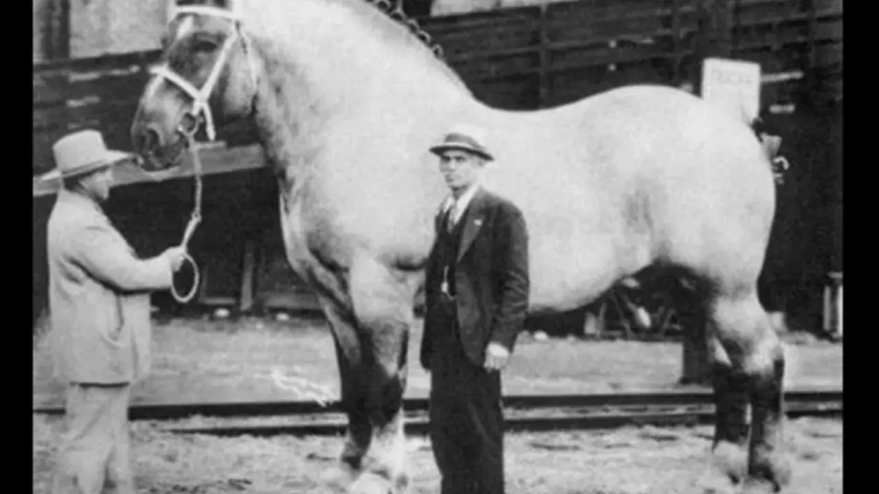 Kto jest największym koniem na świecie? Poznaj Big Jake'a i gigantów!
