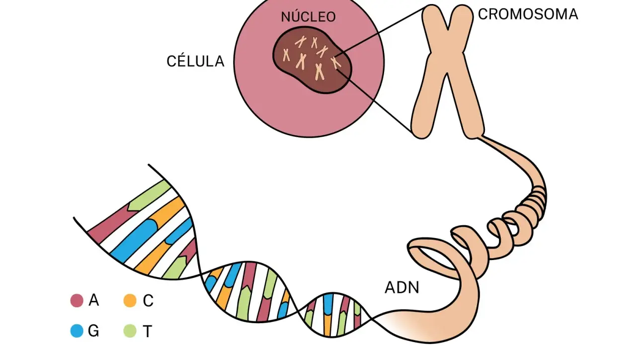 La célula contiene un núcleo con cromosomas, que a su vez contienen ADN. Esto ilustra la base de la diferencia entre genético y hereditario.