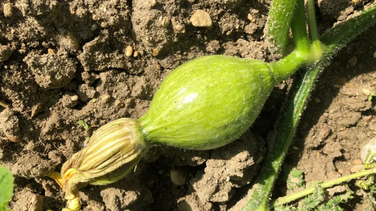 Un jeune potiron vert olive, encore attaché à sa tige velue, promet une belle récolte.