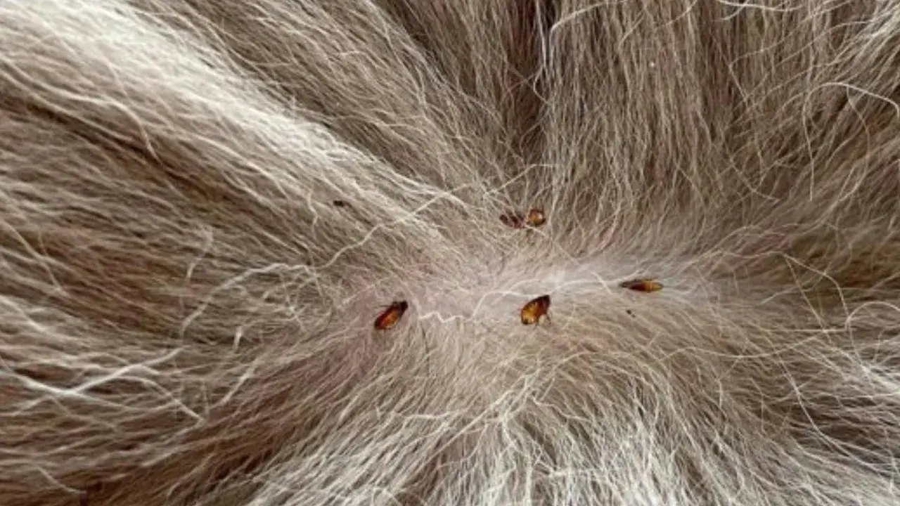 Plusieurs puces sur le pelage d'un chien, indiquant la nécessité d'un traitement antiparasitaire.