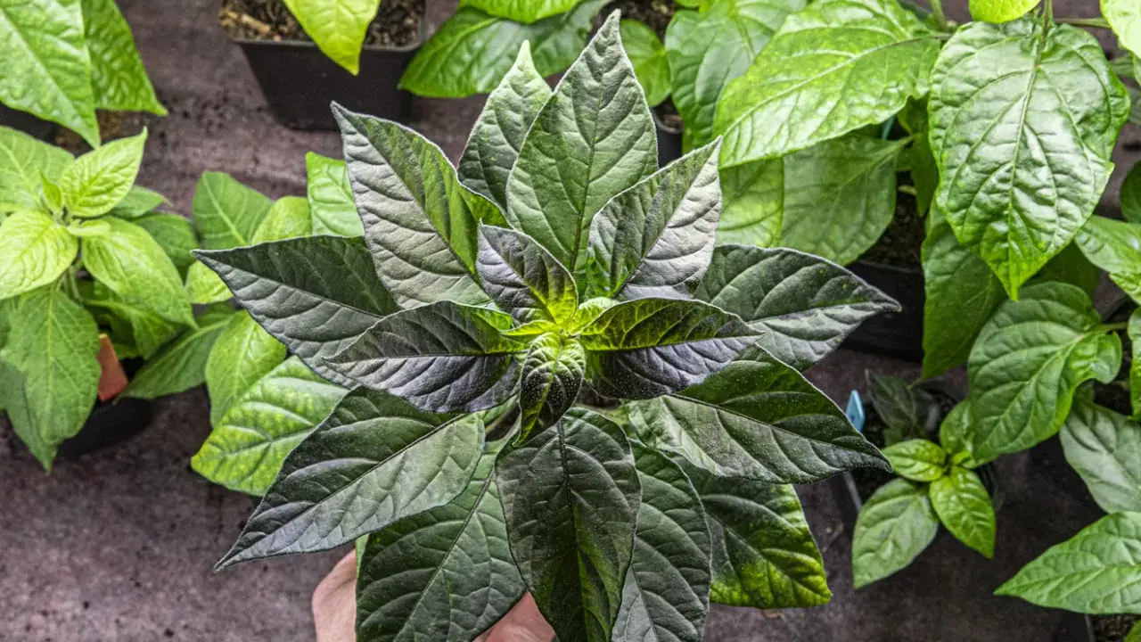 En hand håller en planta med mörka, nästan svarta blad. Bredvid syns andra plantor med ljusgröna, nästan **chili gula blad**.