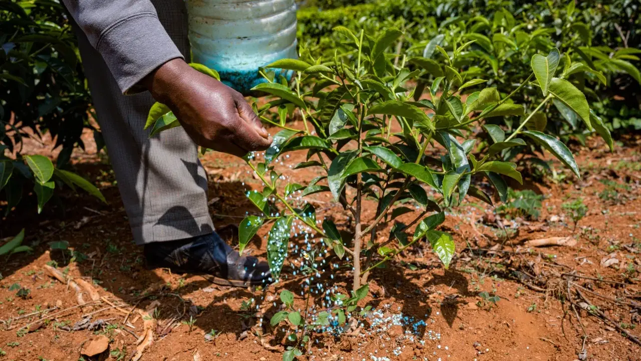 Main d'agriculteur épandant des granulés bleus, comme un engrais vert moutarde, au pied d'un jeune plant dans un champ verdoyant.