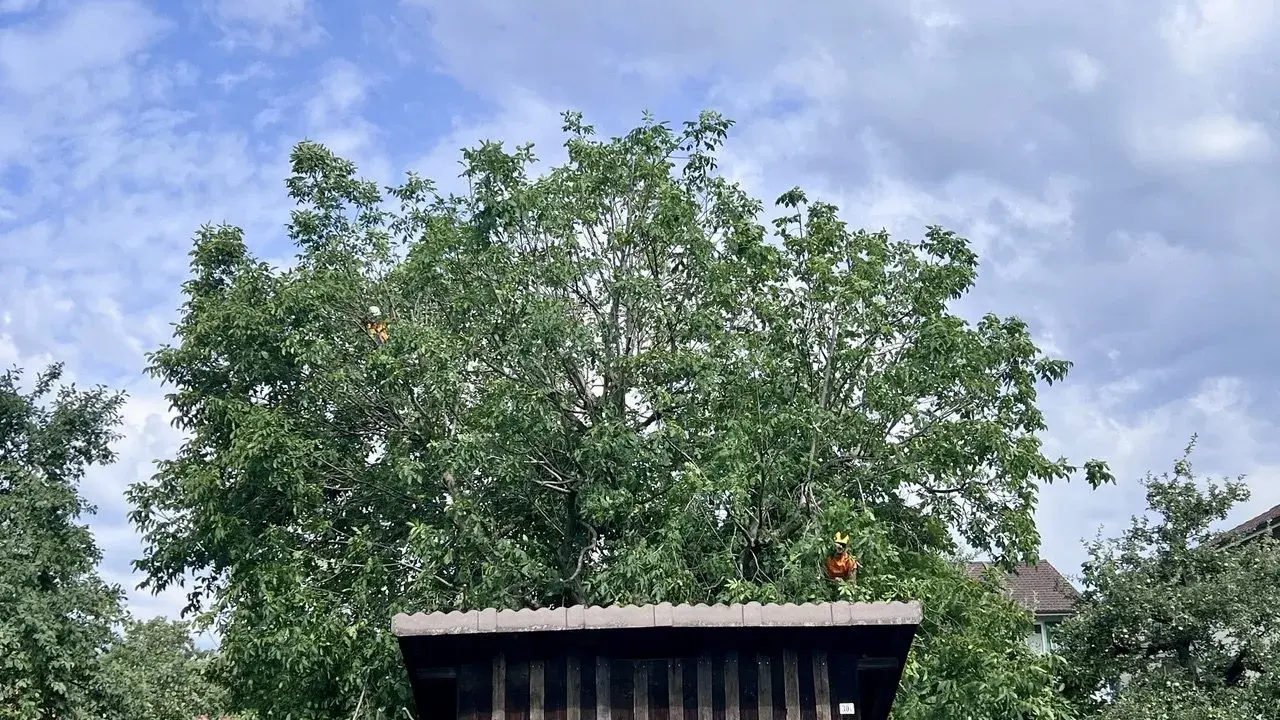 Person im Baum, um den Walnussbaum zu schneiden.