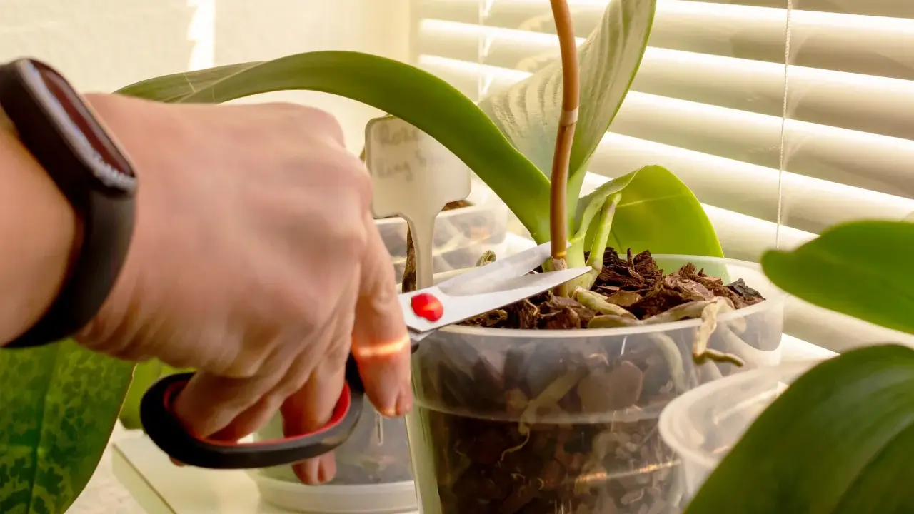 Hand mit Schere schneidet Orchideen-Stiel. Pflege für gesunde Pflanzen.