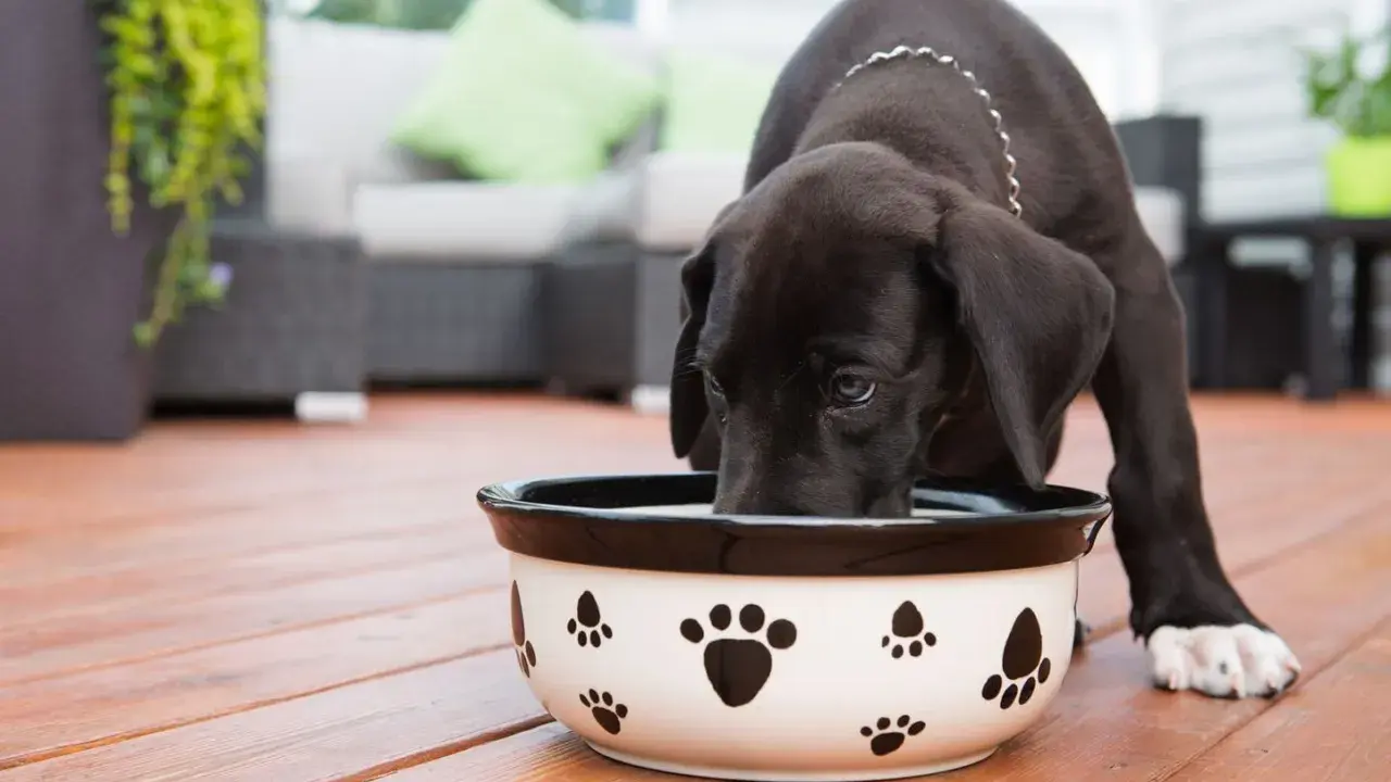 Un chiot noir boit dans une gamelle décorée de pattes. Il semble mélanger les croquettes avec de l'eau pour un repas plus facile.
